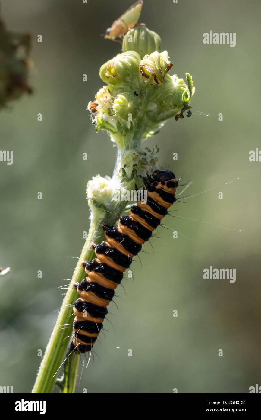 Black and yellow stripey caterpillar of the cinnabar moth (Tyria