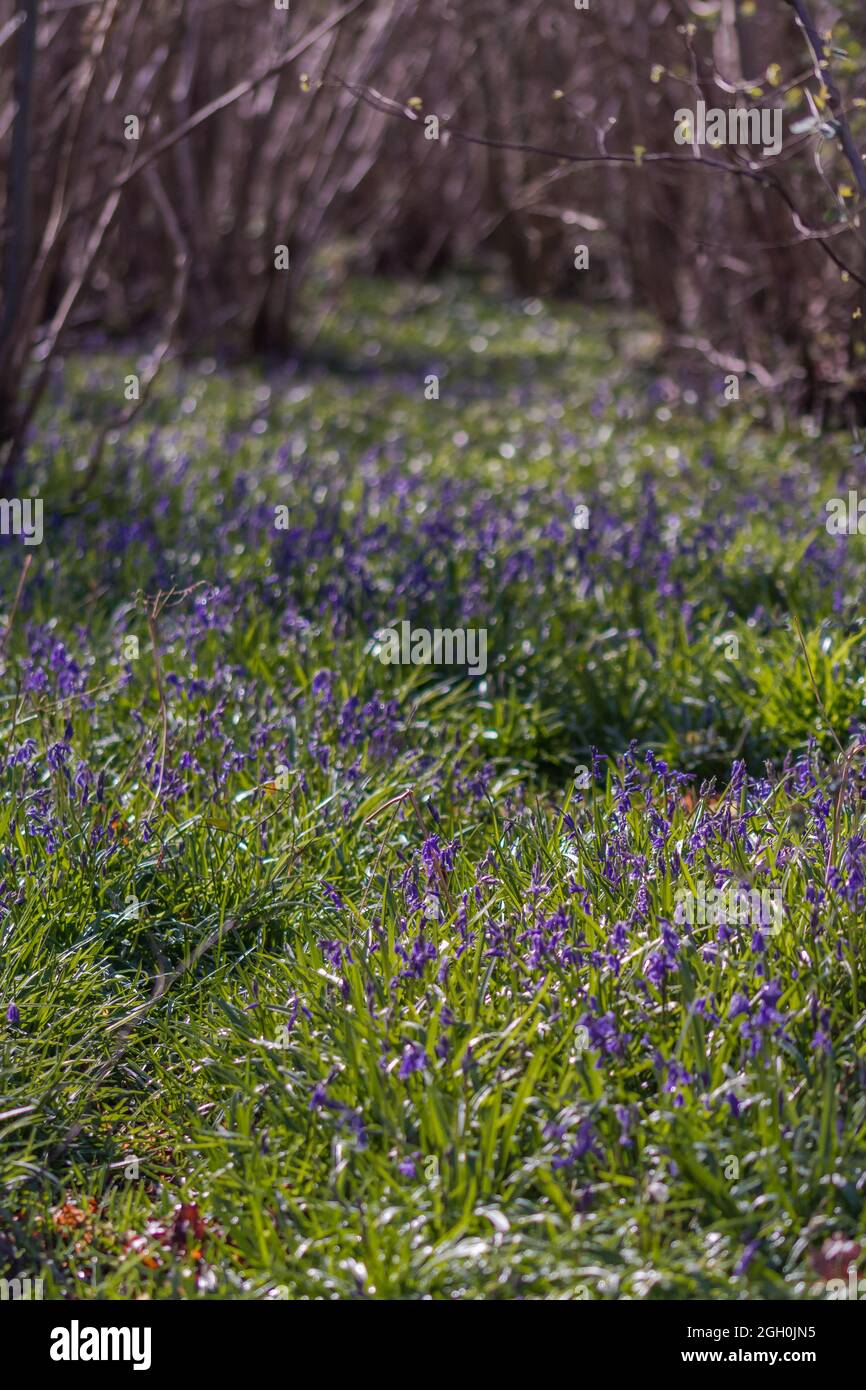Avenue of bluebells (Hyacinthoides non-scripta) under the trees at Bradfield Wood in Suffolk Stock Photo