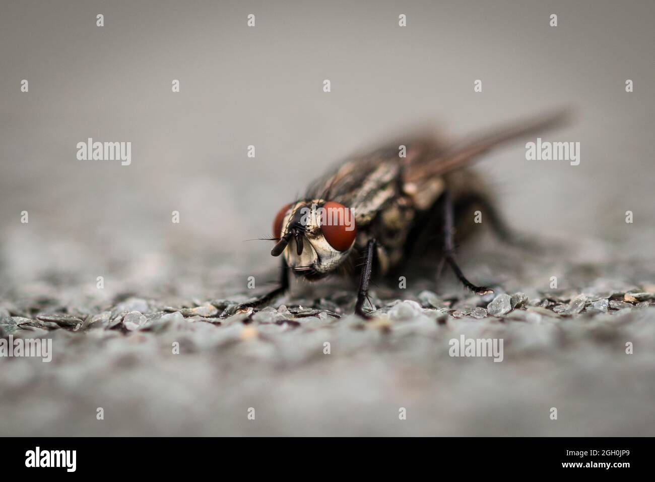 A common flesh fly (Sarcophaga camaria) sits on some roofing in a Newarket waste ground Stock Photo