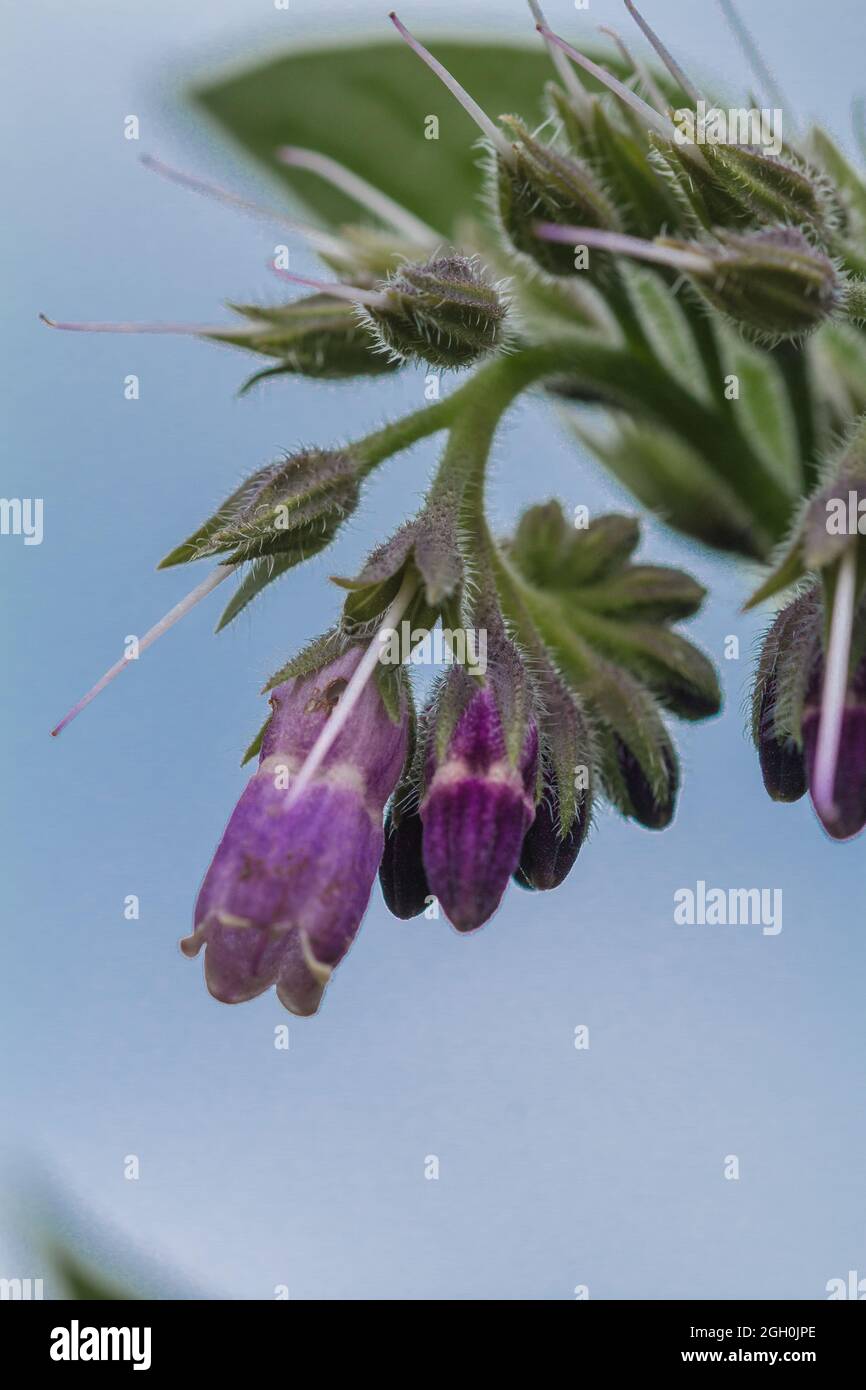 Purple comfrey flowers (Symphytum officinale) grow in waste ground in Newmarket Stock Photo