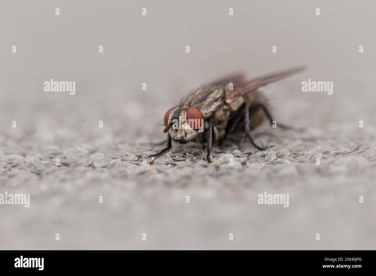 Macro photo of a common flesh fly (Sarcophaga camaria) sitting on a piece of gravel and tarmac roofing in a Newmarket waste ground Stock Photo