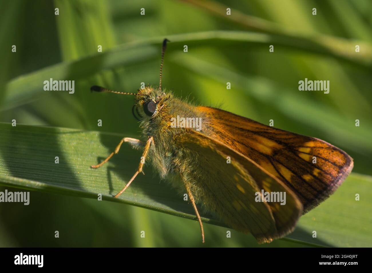 A small skipper butterfly  (Thymelicus sylvestris) sits on a sedge leaf with a coiled tongue at Lakenheath Fen in Suffolk Stock Photo