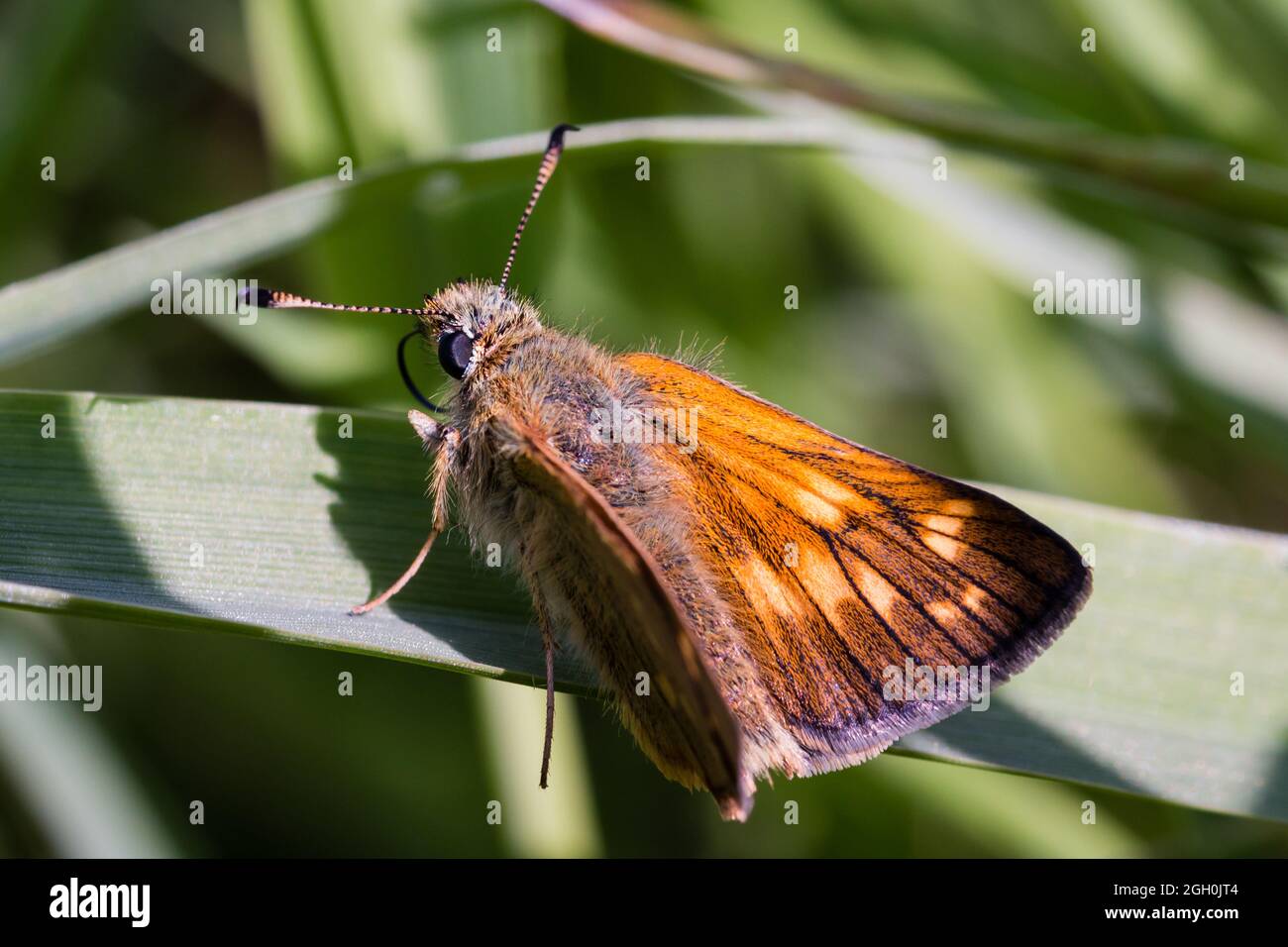 The small skipper butterfly (Thymelicus sylvestris) sits on a leaf in the vegetation rolling up its' long tongue at Lakenheath Fen, Suffolk Stock Photo