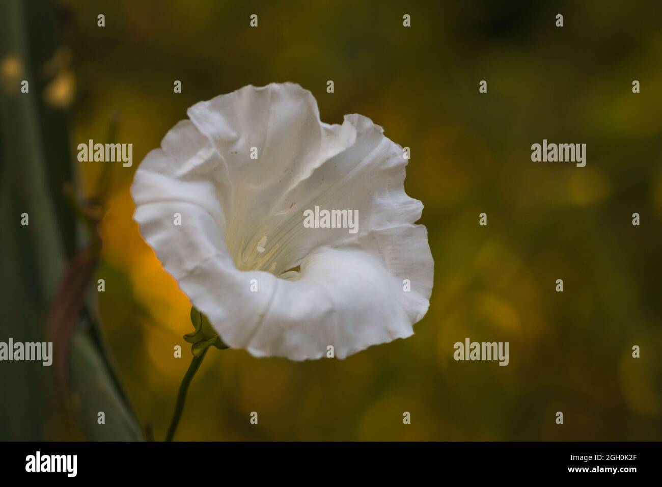 A pretty white hedge bindweed flower (Calystegia speium) growing with a sunny background at Lackford Lakes in Suffolk Stock Photo