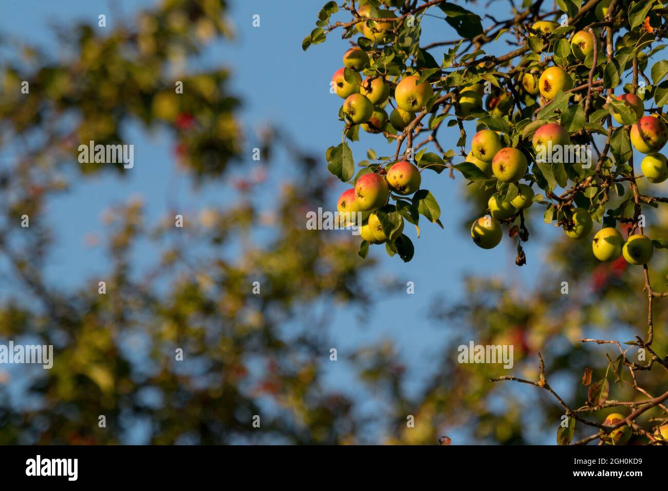 Crab apples (Malus sylvestris) ripen on the tree in the woodland at Wicken Fen, Cambridgeshire Stock Photo