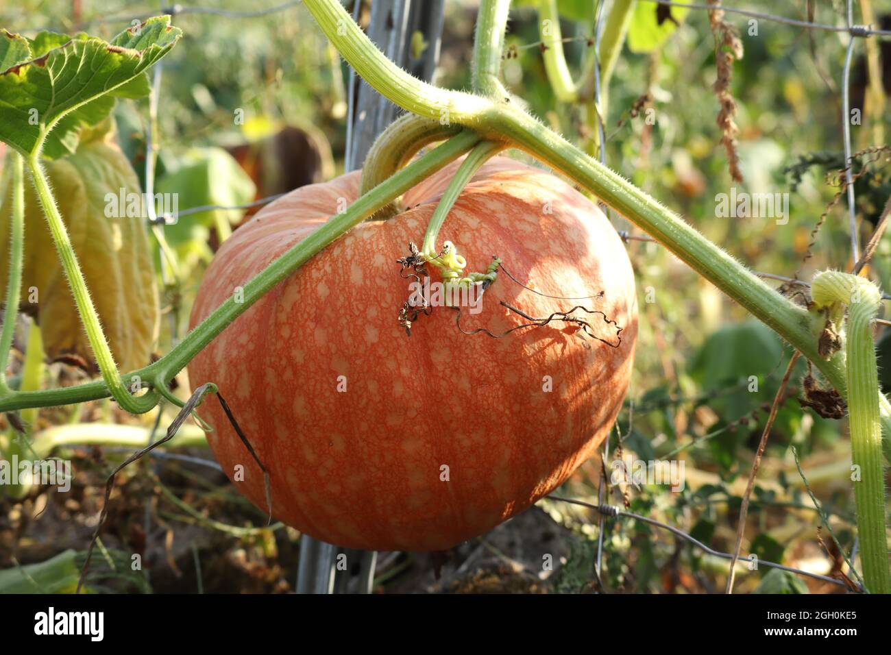 pumpkin growing in the vegetable garden Stock Photo - Alamy