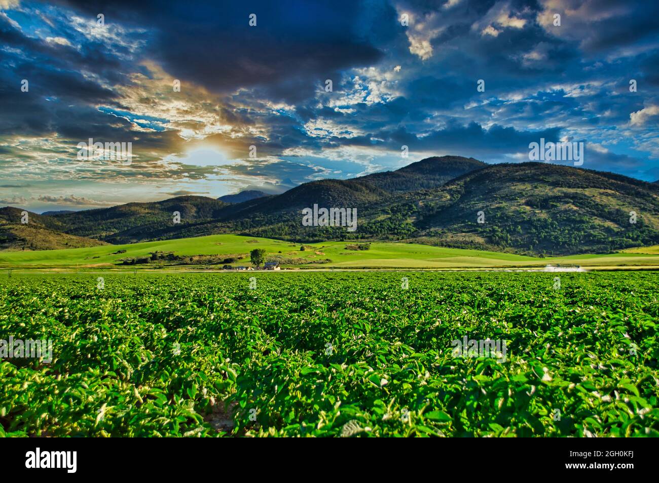 Vast green landscape with mountain ranges background during su Stock ...