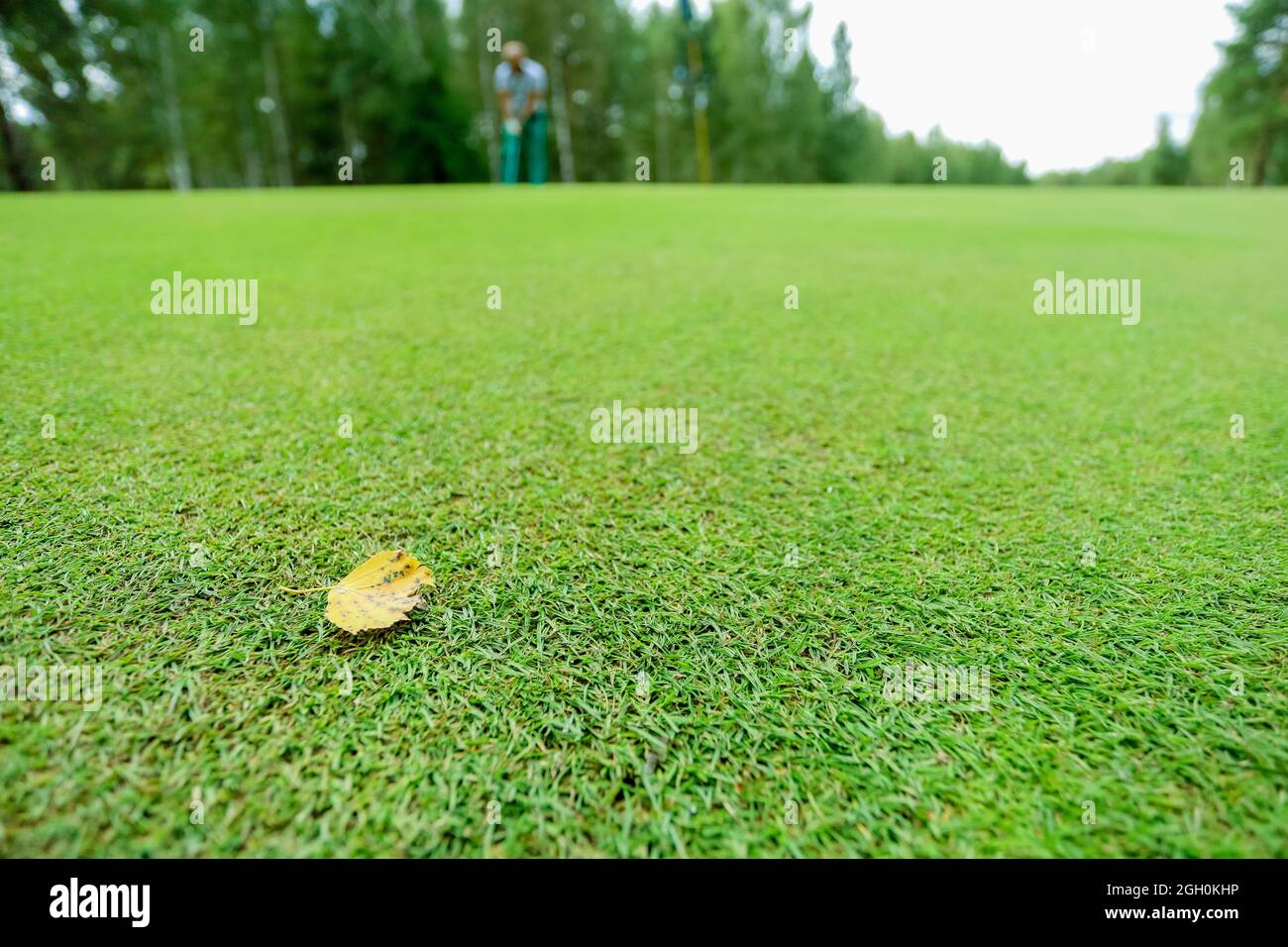 Fresh green grass background turf a top view. High quality photo Stock ...