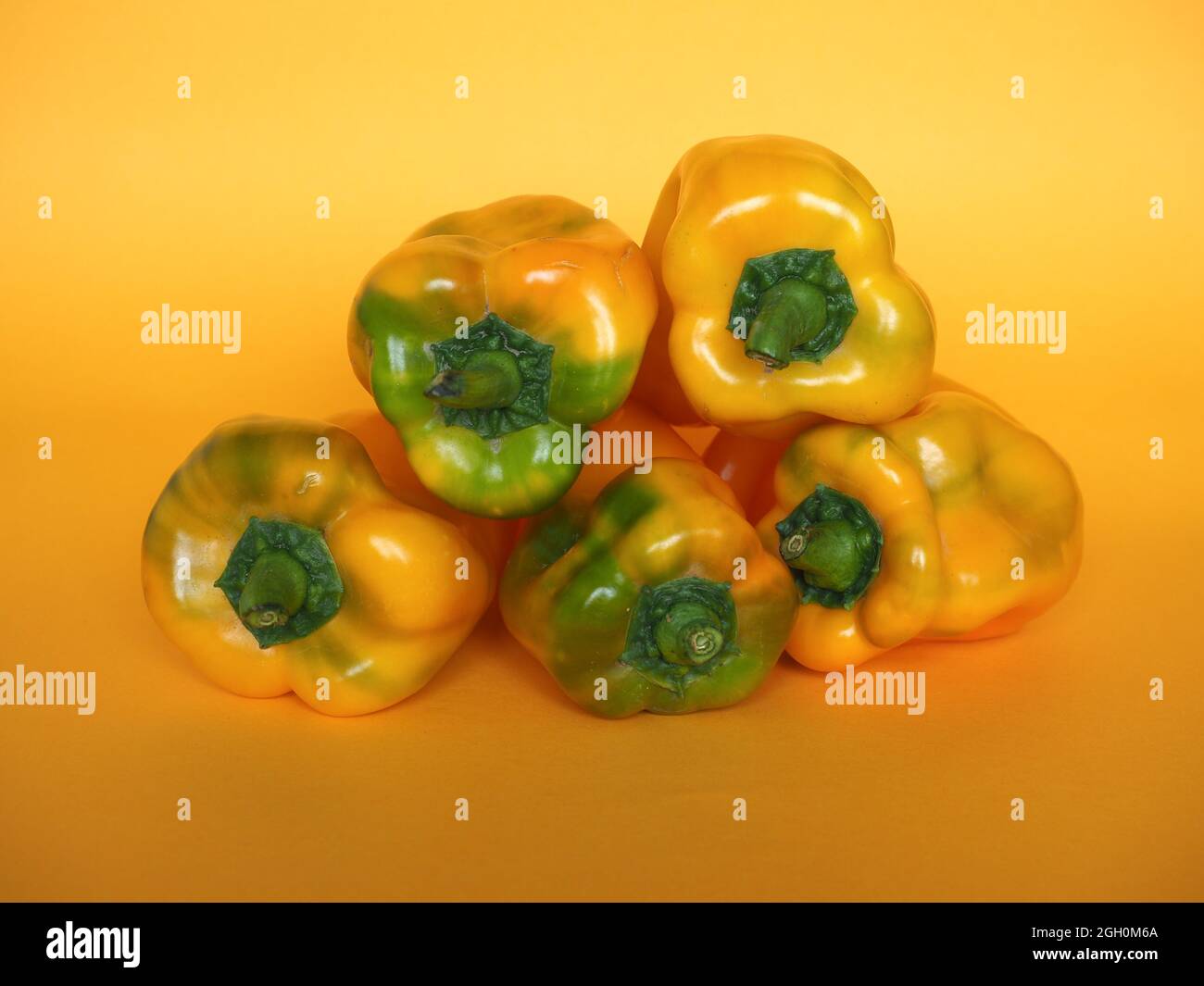 Scientific name 2024 of bell pepper