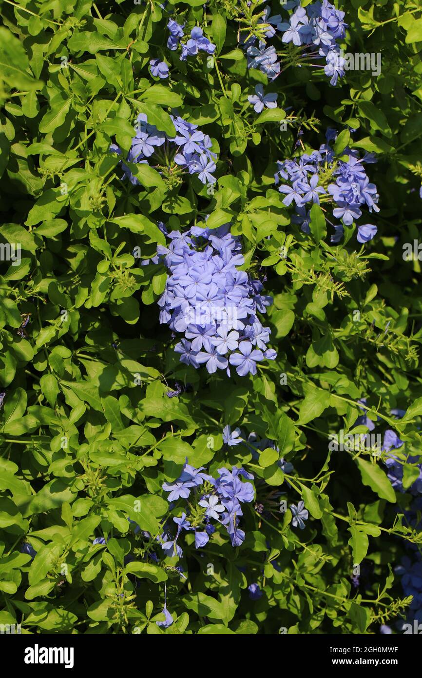 Flowering plant of Plumbago auriculata, cape leadwort, blue plumbago or Cape plumbago Stock Photo