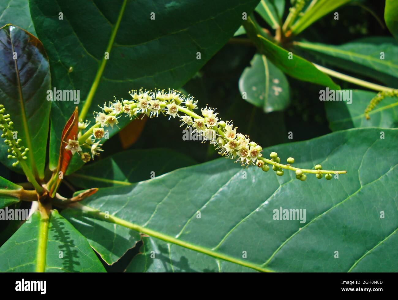 Malabar almond flowers on tree (Terminalia catappa) Stock Photo