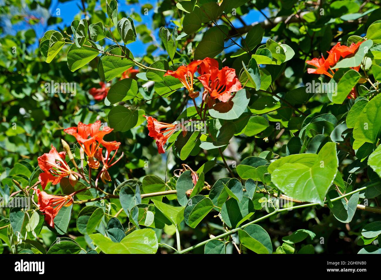 Red Bauhinia flowers (Bauhinia galpinii), Minas Gerais, Brazil Stock Photo