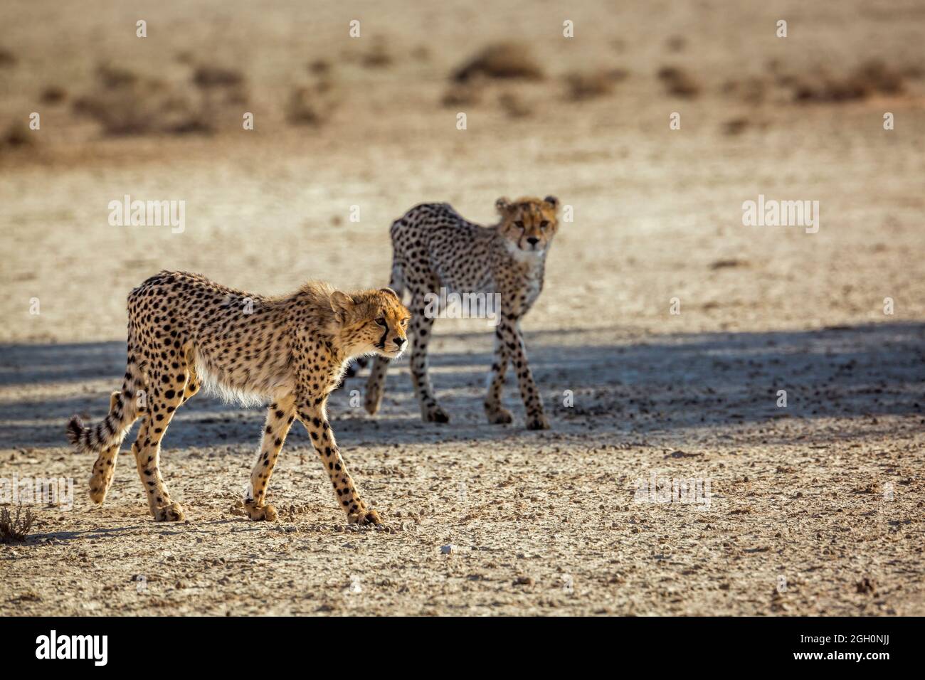 Two young Cheetahs walking in desert in Kgalagadi transfrontier park, South Africa ; Specie Acinonyx jubatus family of Felidae Stock Photo