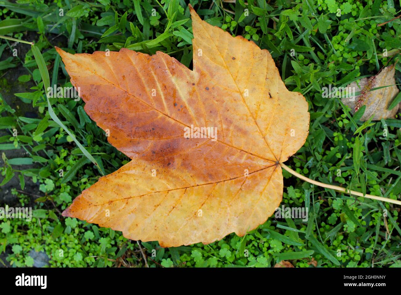 Autumn color leaf hi-res stock photography and images - Alamy