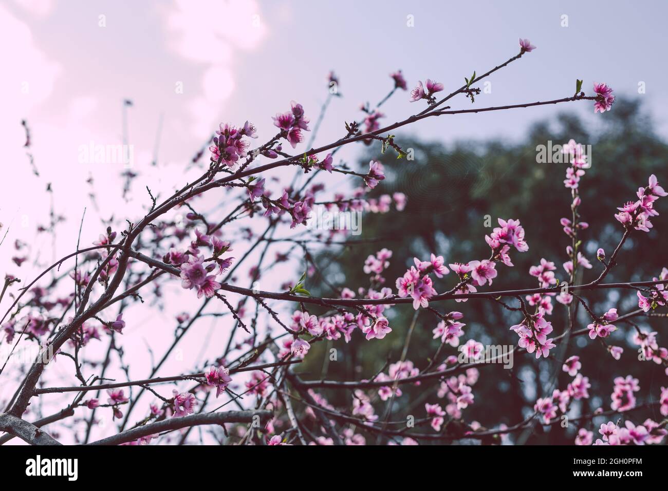 closeup of pink nectarine tree blossoms outdoor in beautiful backyard