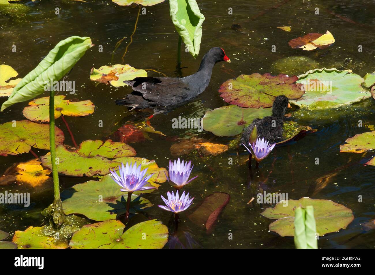 Sydney Australia, with dusky moorhen swimming with chicks among the purple flowering  water lilies Stock Photo