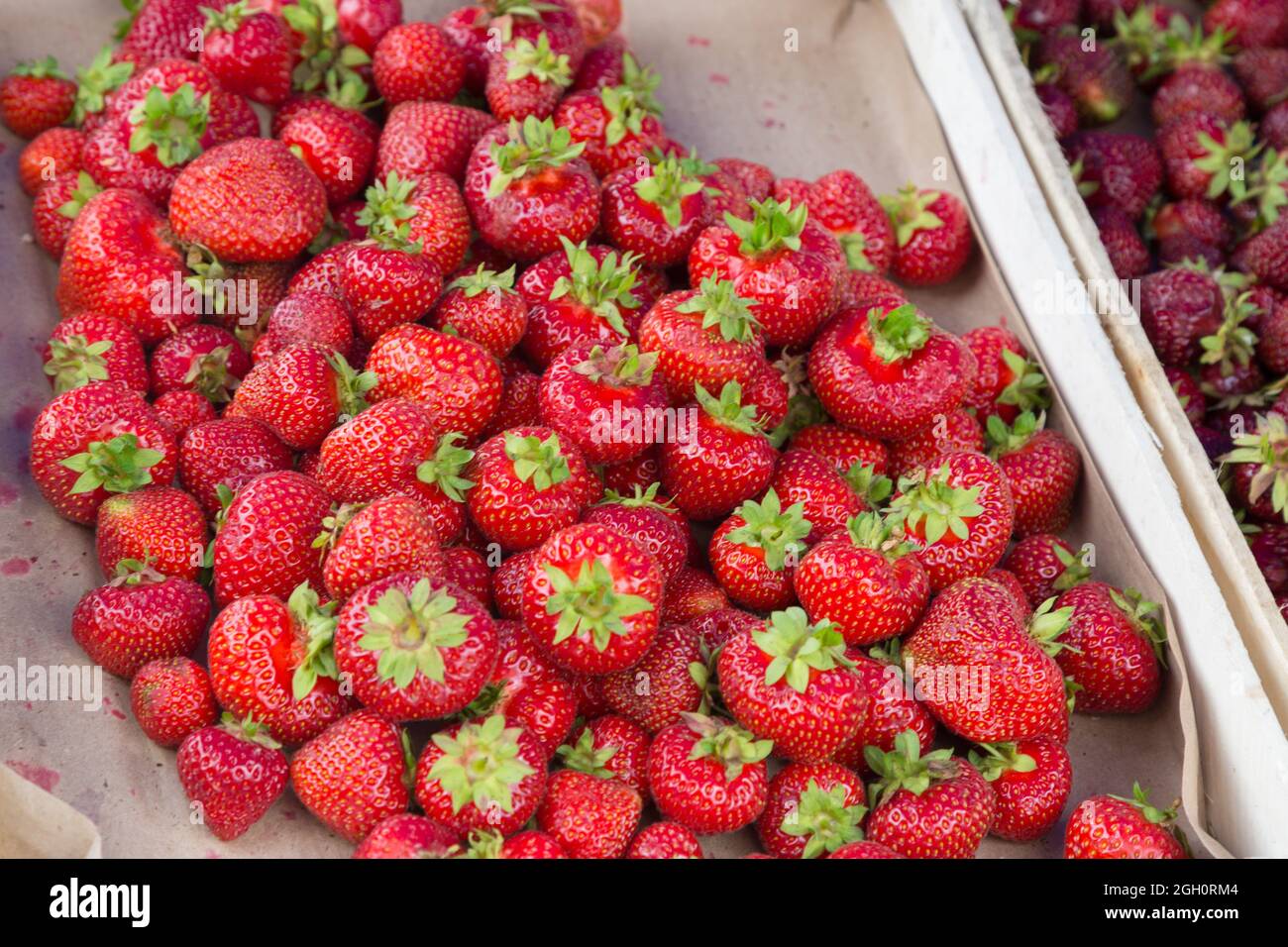 Huge red juicy ripe strawberries at market in the city, harvest at the dacha. Stock Photo