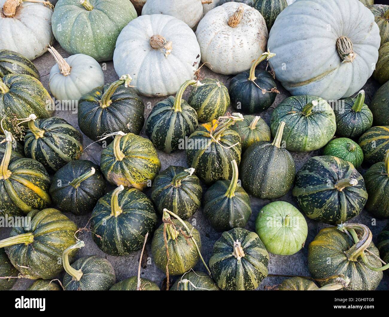 Pumpkin harvest, Georgia. Stock Photo