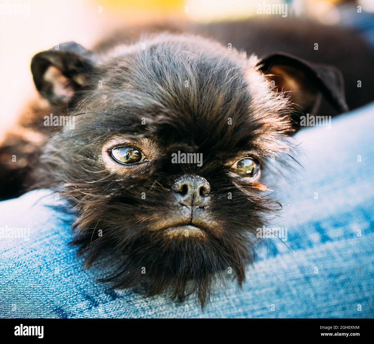 Brussels griffon hot sale black puppy