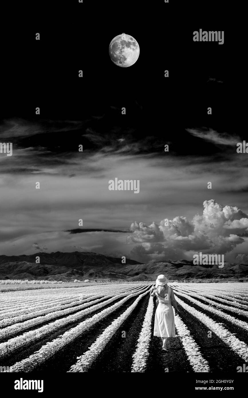 Fine art black and white photo of a woman walking on a cotton field under the full moon Stock Photo