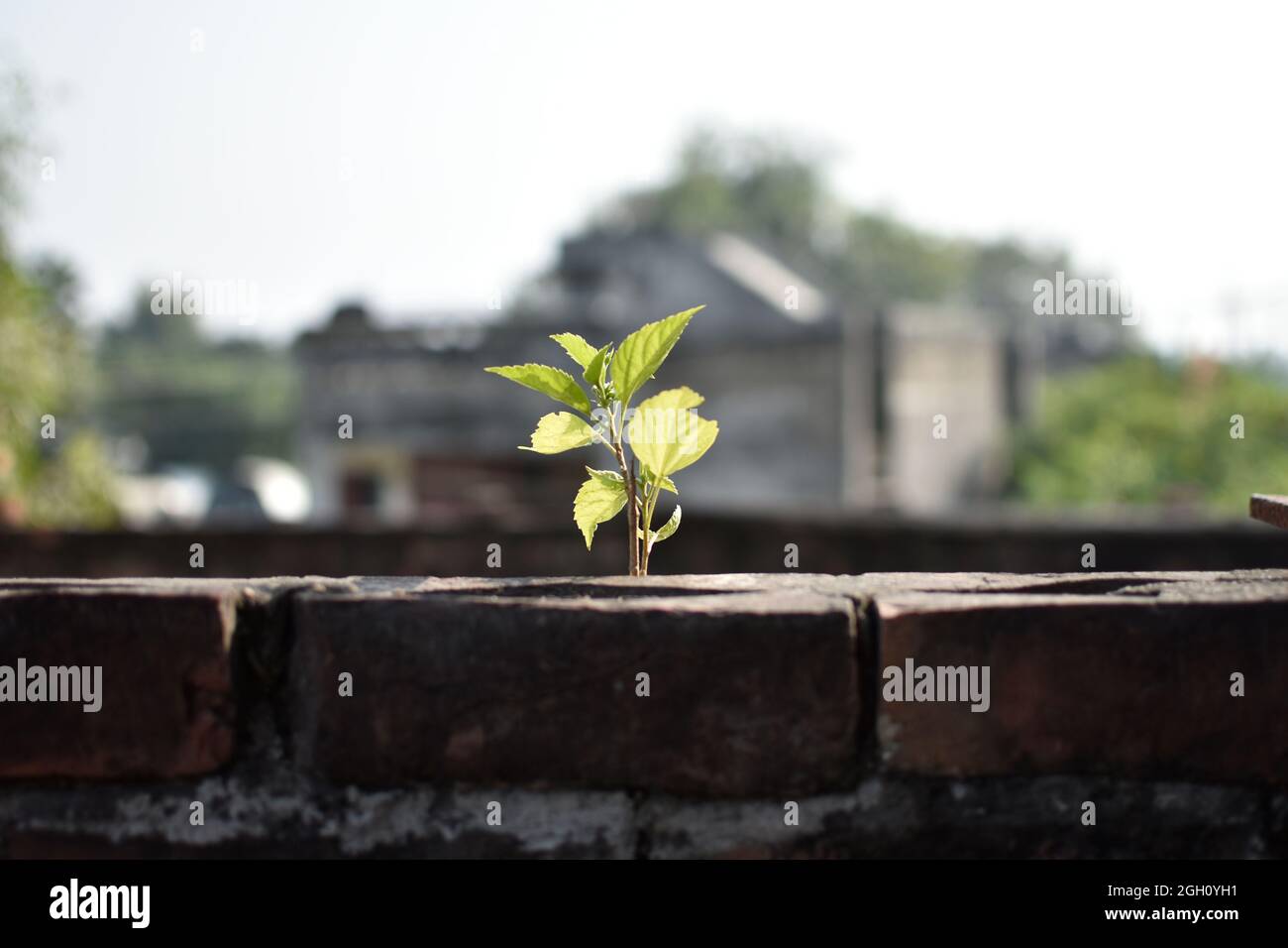 plant coming out of wall Stock Photo