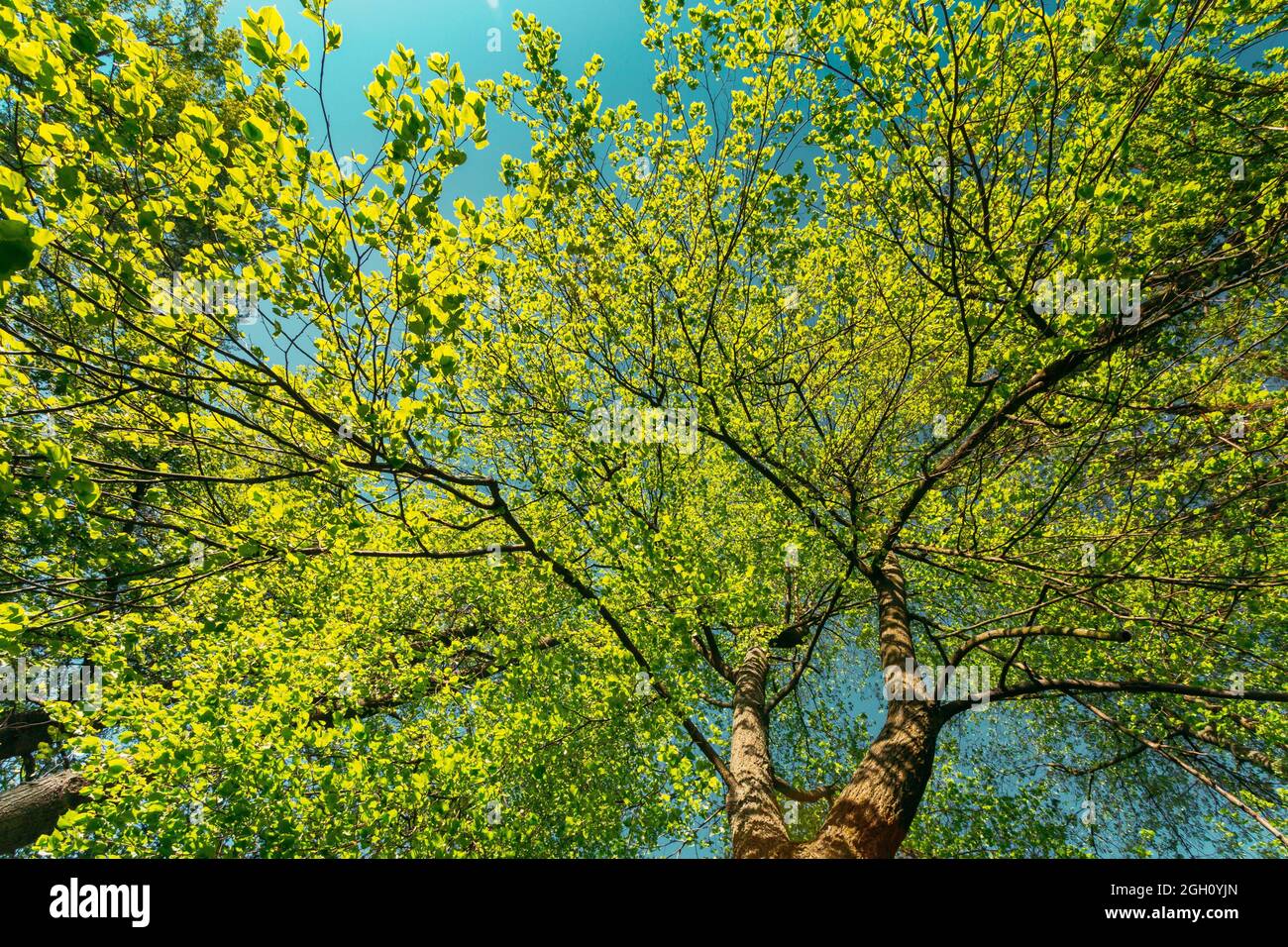 Tree canopy from below spring hi-res stock photography and images - Alamy