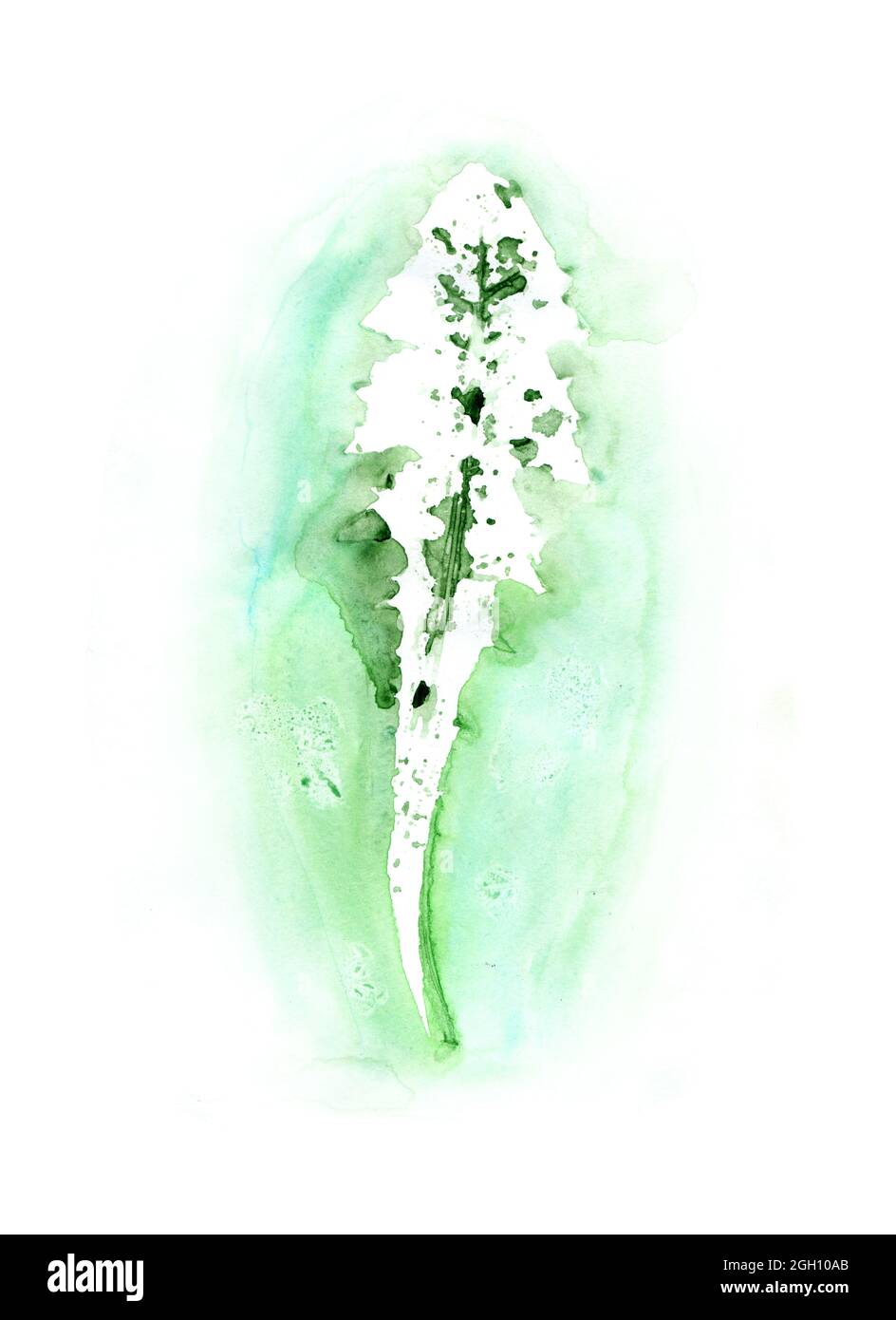 Green dandelion leaf on a white background. Watercolor illustration of plant leaves. Stock Photo