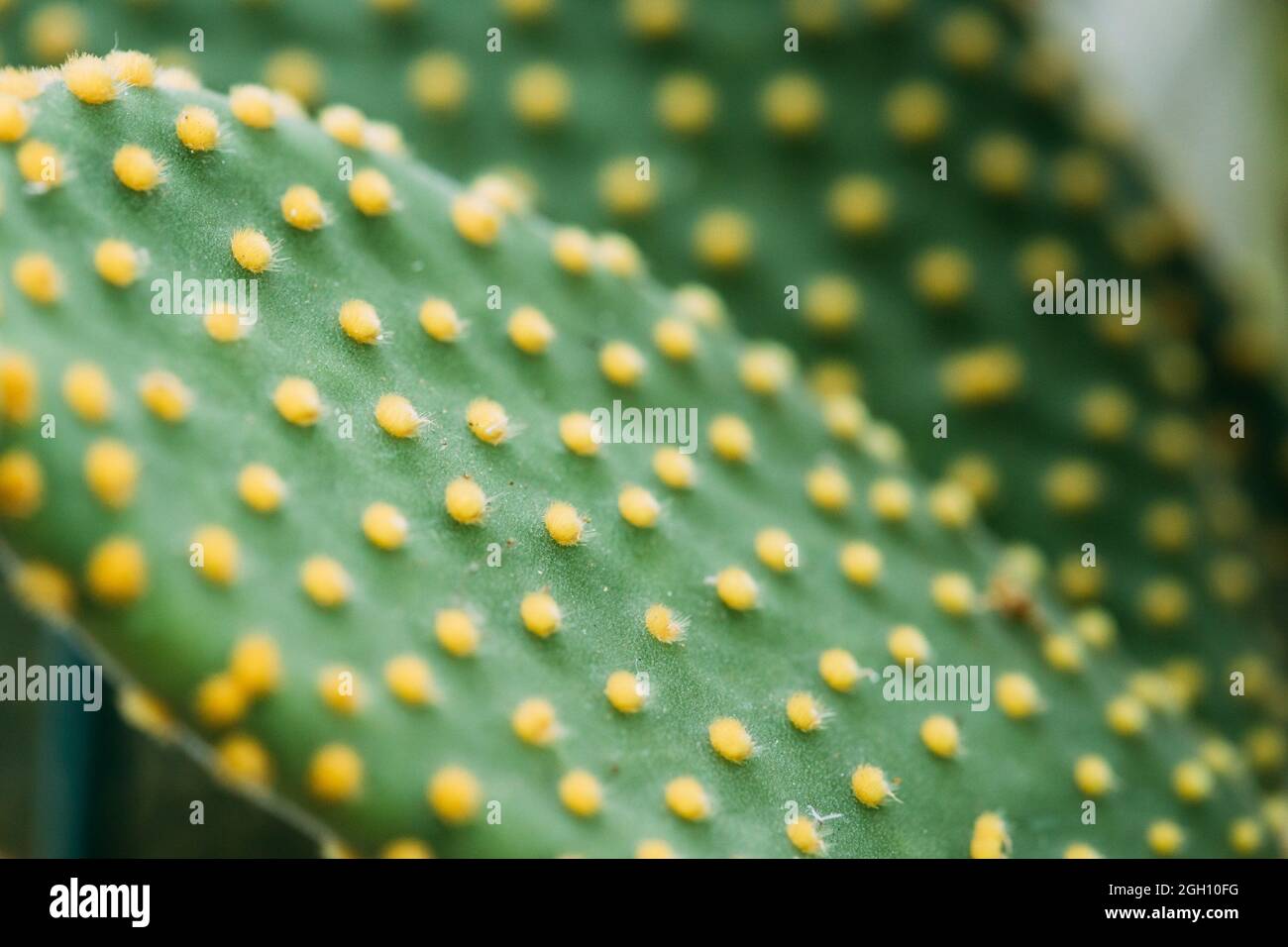 Close View Yellow Glochids On Green Leaf Of Opuntia Microdasys. Stock Photo