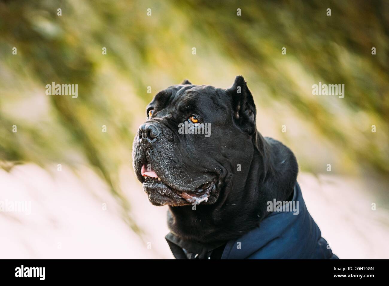 big dog cane corso