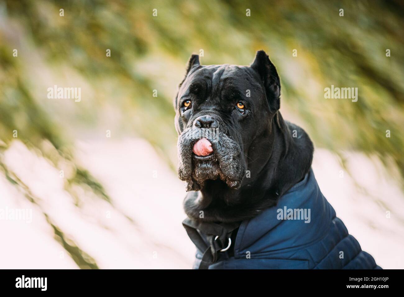 Black Cane Corso Dog Sitting Near Lake Under Tree Branches. Dog Wears