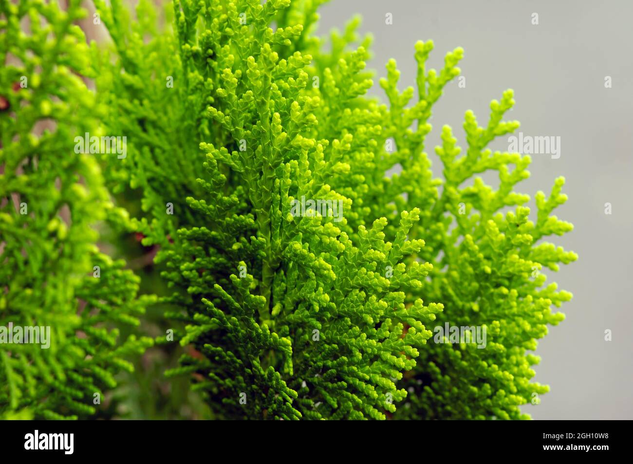 Close up of green Arborvitaes (Thuja spp.) leaves, in shallow focus, evergreen members of the cypress family Stock Photo