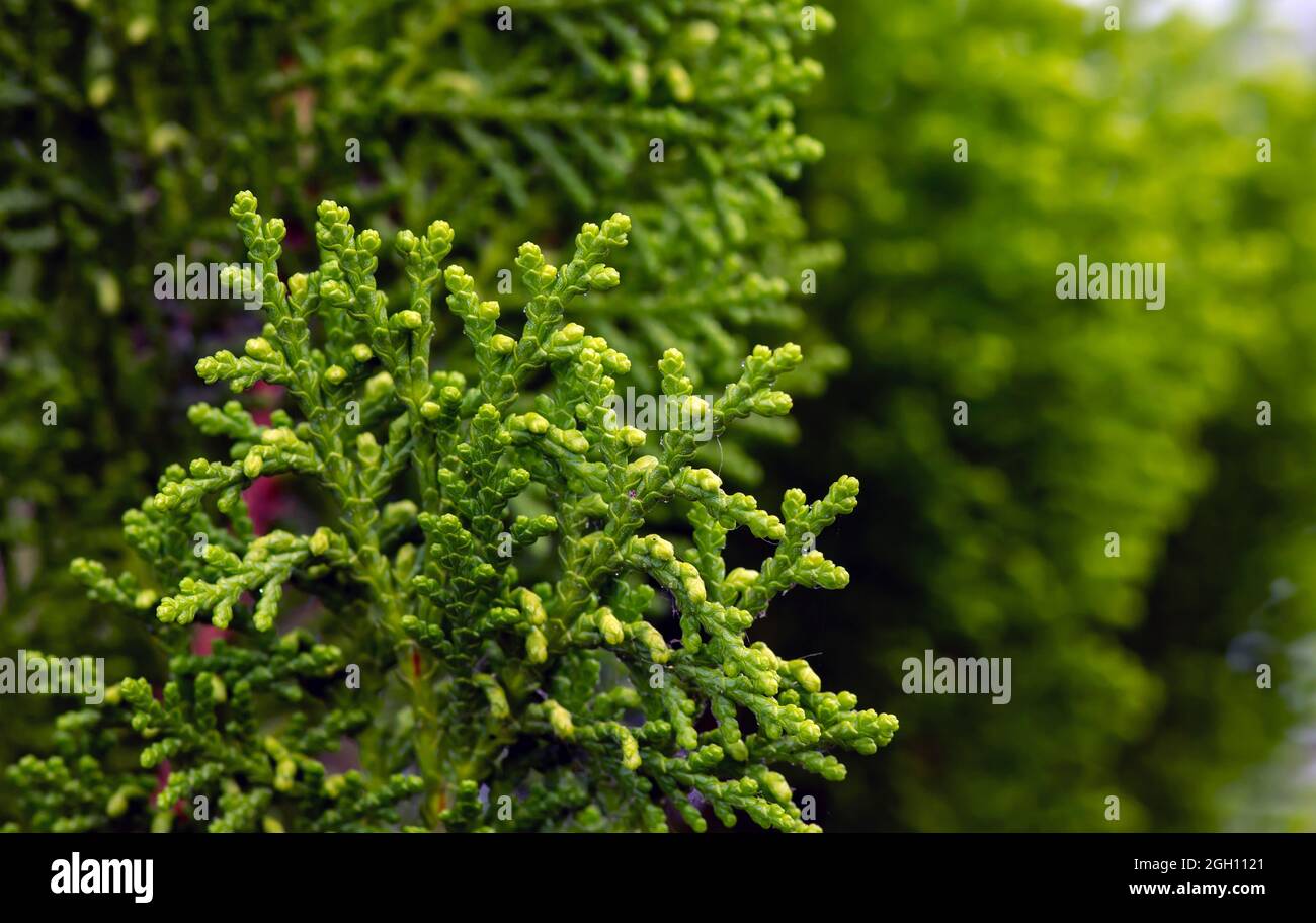 Close up of green Arborvitaes (Thuja spp.) leaves, in shallow focus, evergreen members of the cypress family Stock Photo