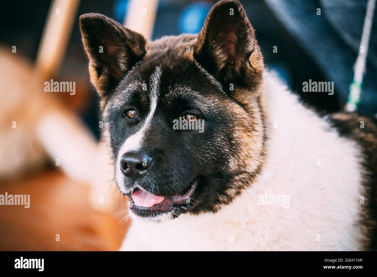 american akita is this the right dog for you