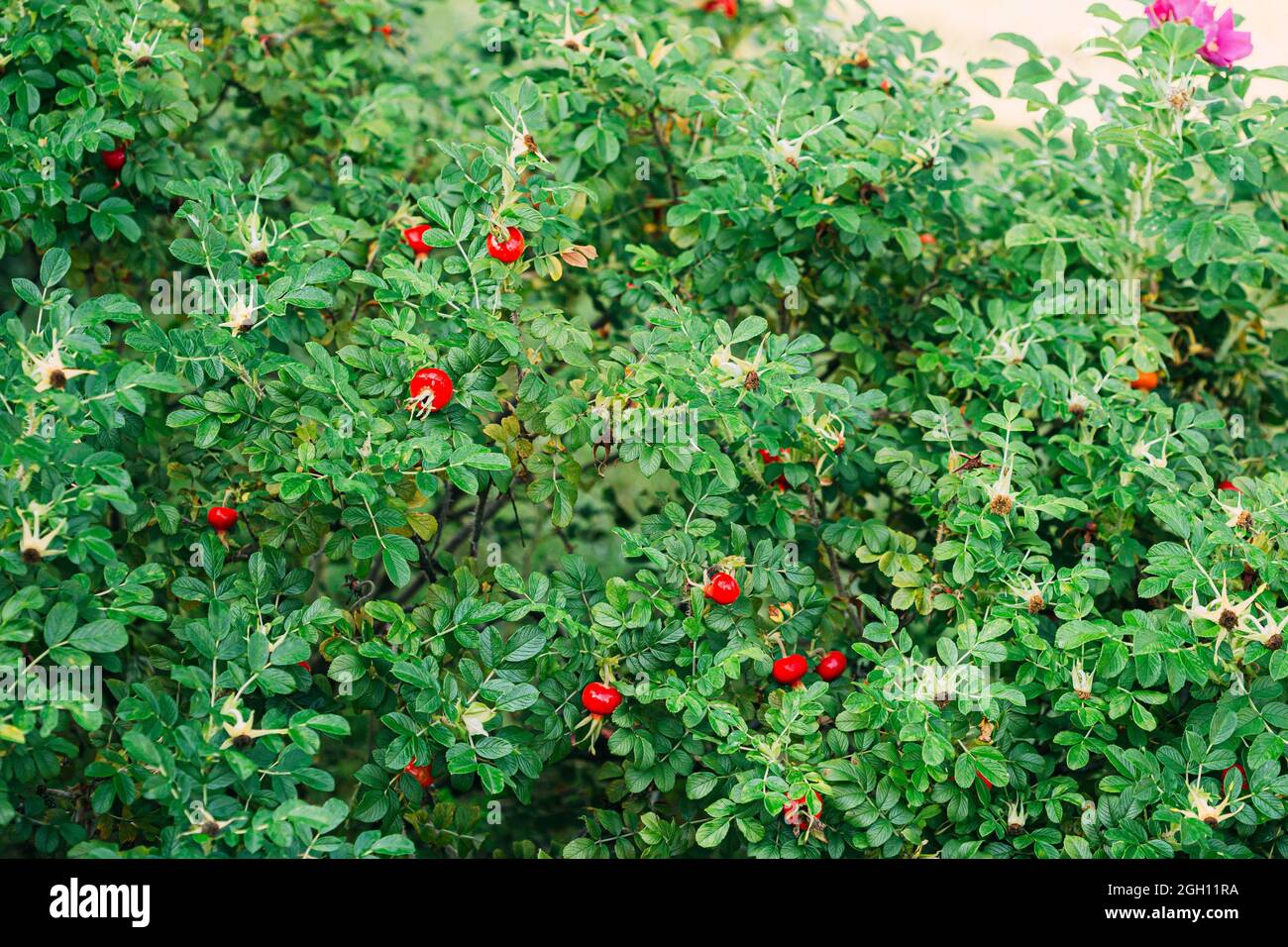 Red Rose Hip Or Rosehip. Rose Hips Contain Large Amounts Of Vitamins, Especially Vitamin C And