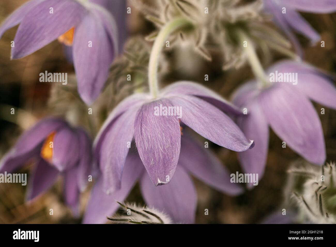 Belarus. Beautiful Wild Spring Flowers Pulsatilla Patens. Flowering