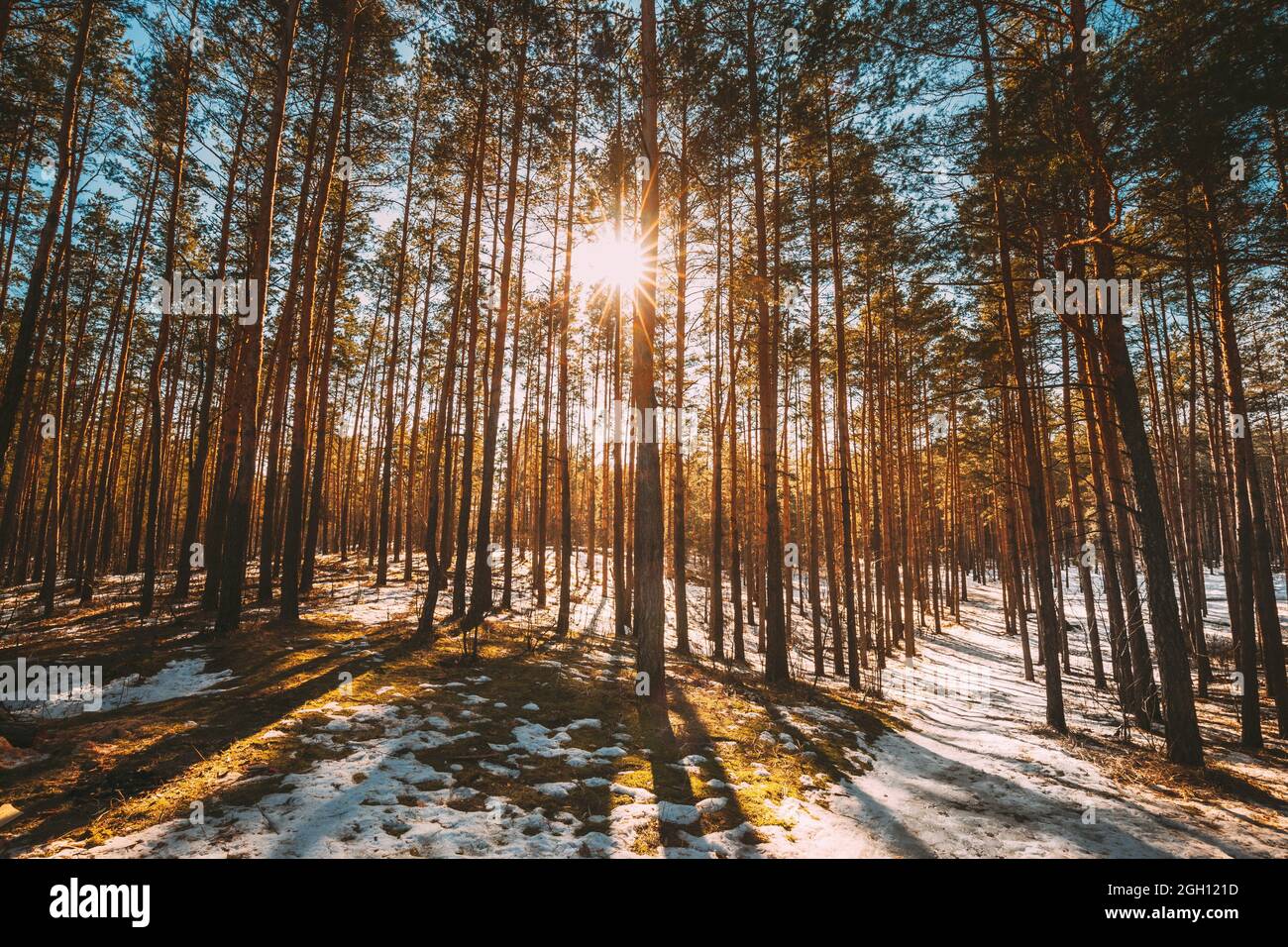 Beautiful Sunset Sun Sunshine In Sunny Early Spring Coniferous Forest