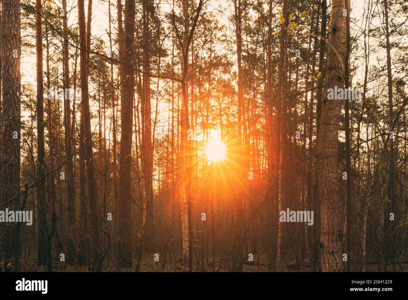 Beautiful Sunset Sun Sunshine In Sunny Forest. Sunlight Sun Rays Shine Through Woods In Forest Landscape. Stock Photo