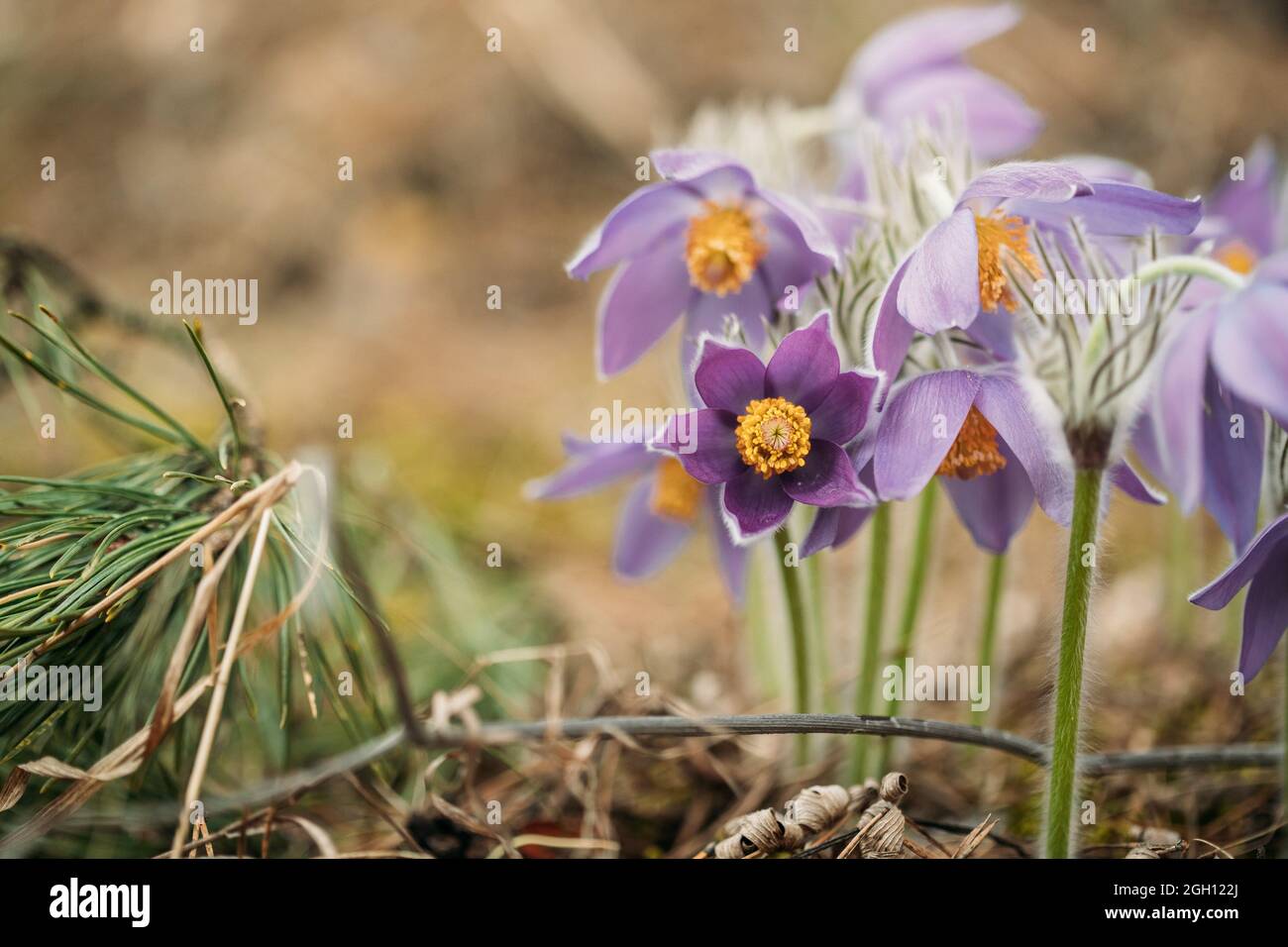 Belarus. Beautiful Wild Spring Flowers Pulsatilla Patens. Flowering