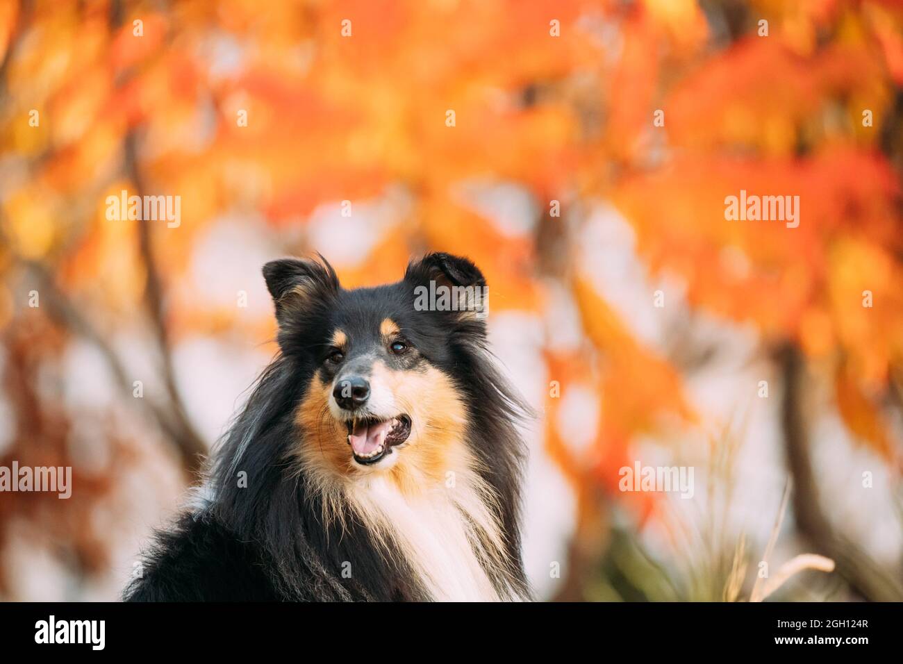 Rough Collie, lassie, Dog Stock Photo - Alamy