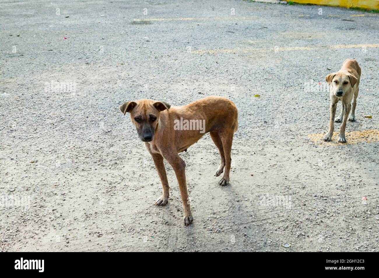 what city has the most stray dogs