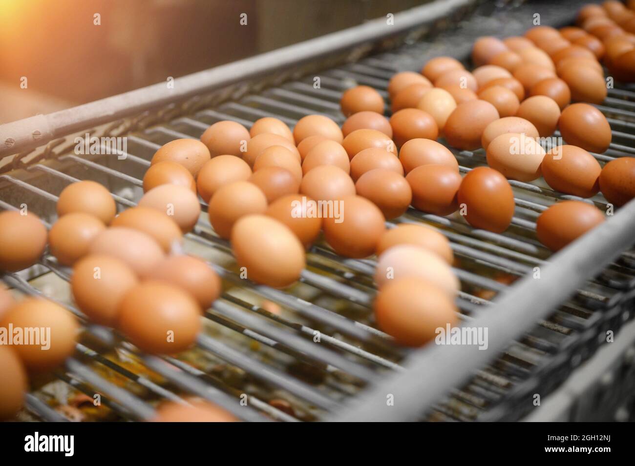 Chicken eggs move along a conveyor in a poultry farm. Food industry