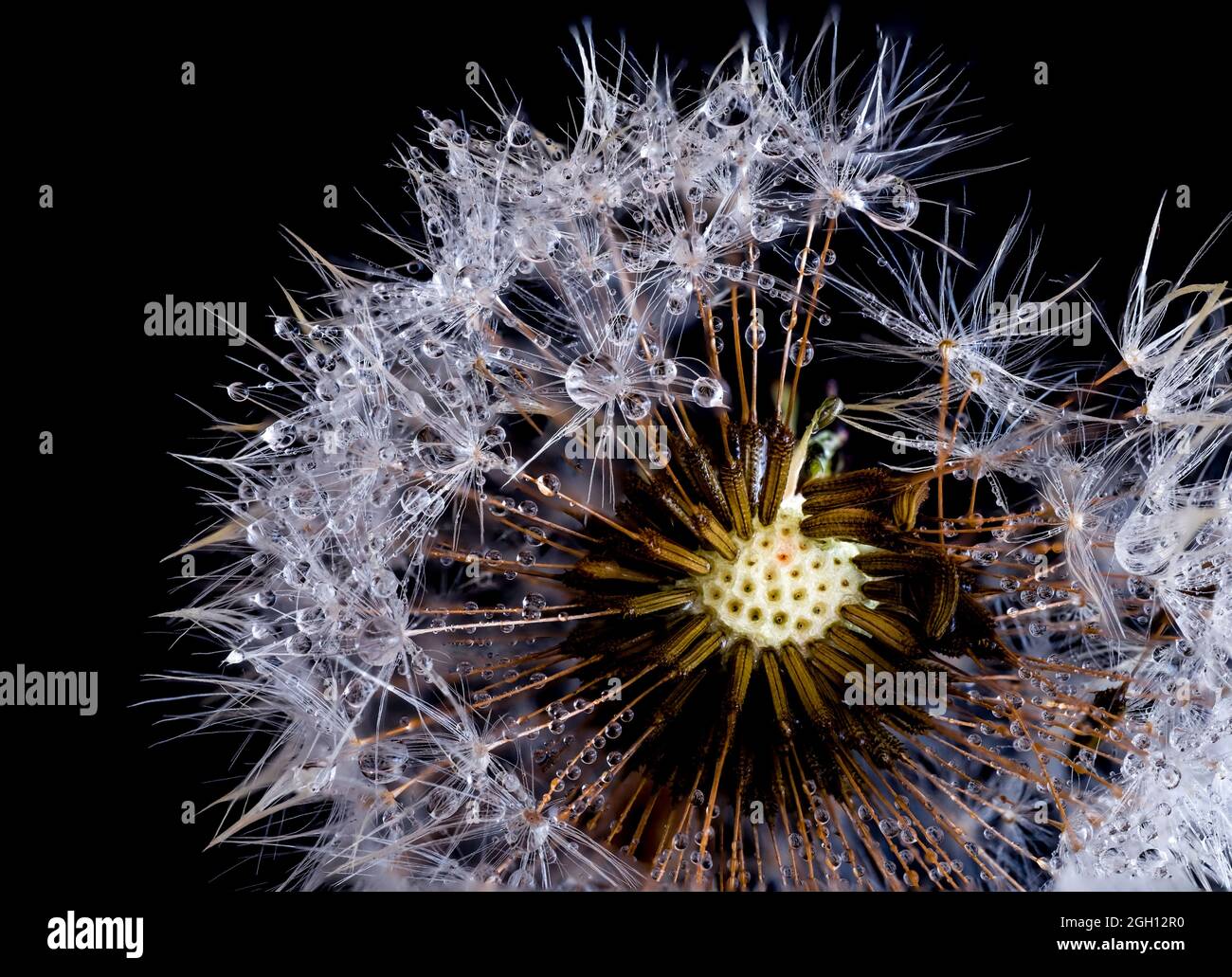 Seed dandelion water drops hi-res stock photography and images - Alamy