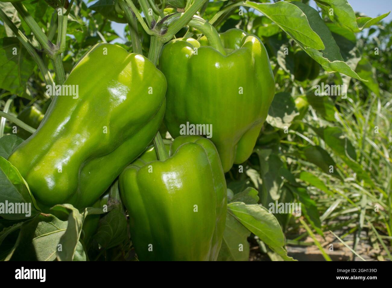 Green Pepper plantation, Lamuyo varieties. Ground view. Stock Photo