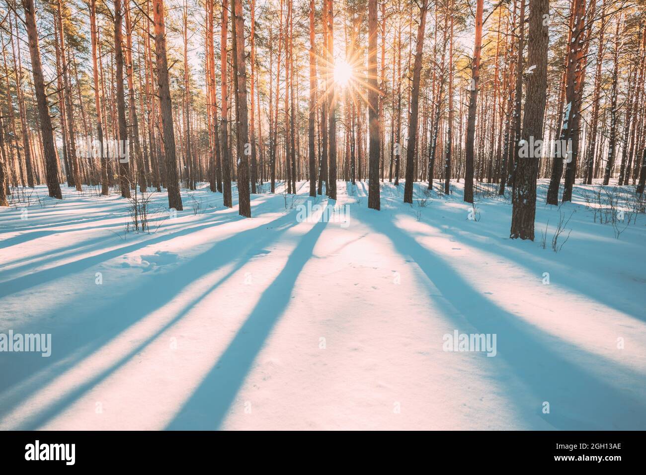 Beautiful Blue Shadows From Pines Trees In Motion On Winter Snowy ...