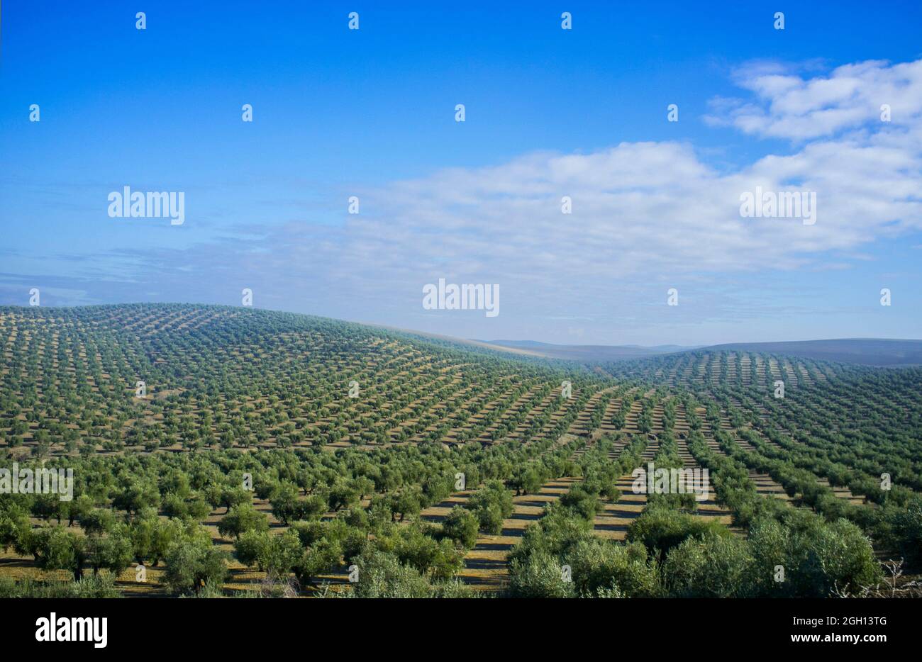 Vast olive trees fields of South Spain, Jaen Province. Stock Photo
