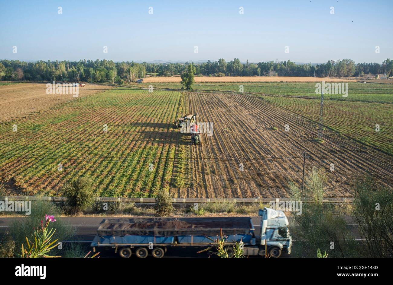 Tomato harvesting works aerial view. Load tomato truck crossing beside. Stock Photo