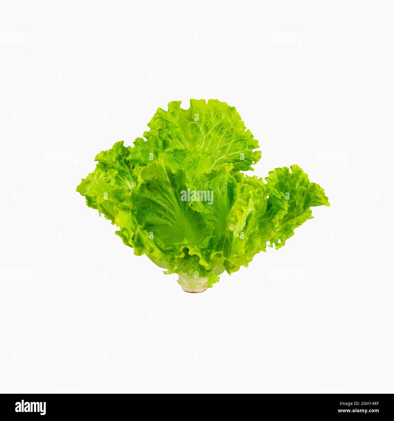 Eating lettuce Cut Out Stock Images & Pictures Alamy