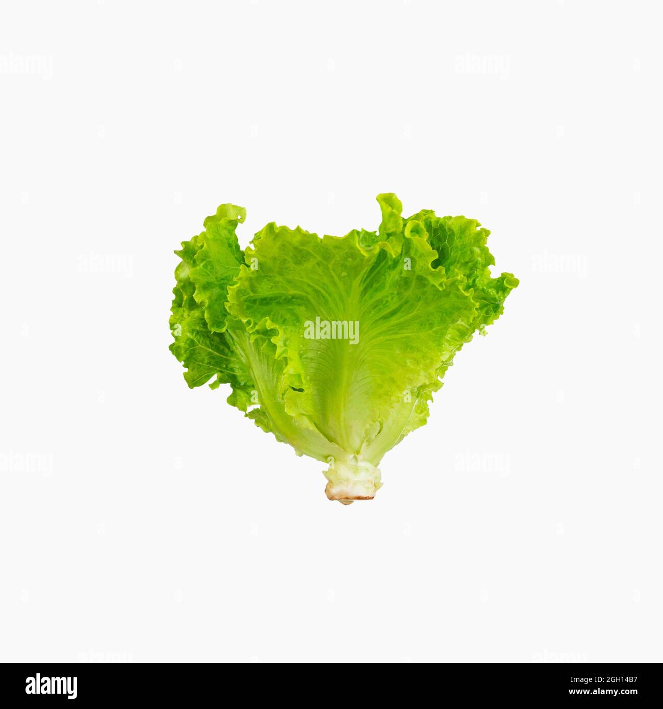 Eating lettuce Cut Out Stock Images & Pictures Alamy