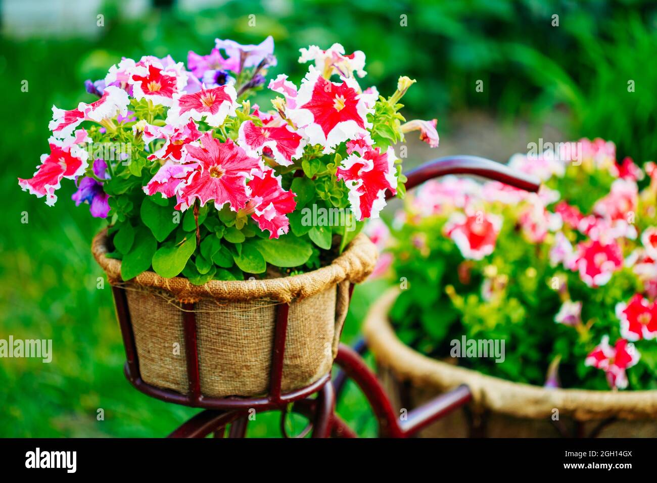 Close Up Detail Decorative Vintage Model Old Bicycle Equipped Basket Petunia Flowers Garden Design. Toned Photo. Stock Photo