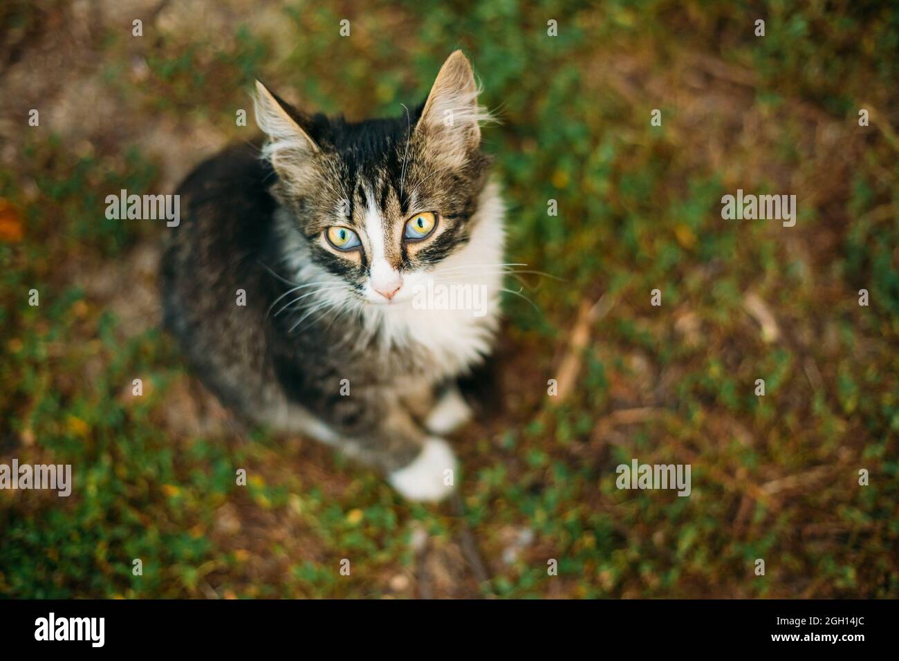 Small Cat Kitten Looking Up from Green Spring Grass. Stock Photo